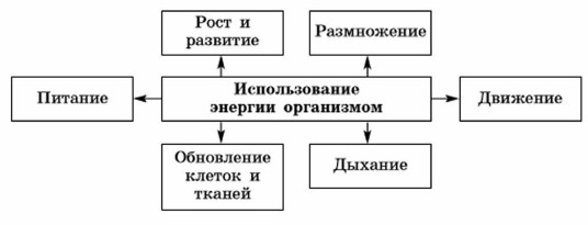 Реферат: Обмен веществ